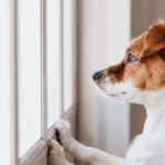 dog divorce