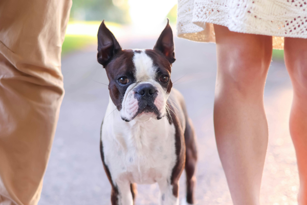 Pets as “Children”: The Rise of Pet Custody Battles